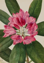 Rhododendron de montagne Rhododendron catawbiense, 1932