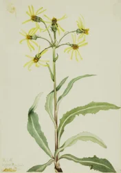 Senecio lugens (Senecio lugens)