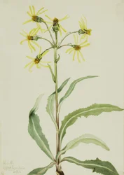 Séneçon en deuil Senecio lugens, 1921