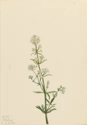 Gaillet gratteron (Galium boreale)