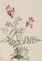 Hedysarum boréal (Hedysarum boreale)