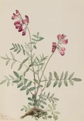 Hedysarum boréal, 1916