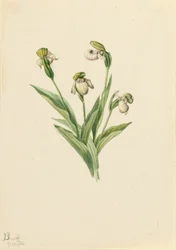 Sabot de la dame du Nord Cypripedium passerinum, 1916