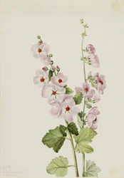 Globemallow à œil orange (Sphaeralcea davidsonii)