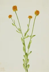 Polygala orange Polygala lutea, 1926