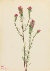 Orthocarpe (Orthocarpus tenuifolius)