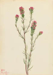 Trèfle hibou Orthocarpus tenuifolius, 1923