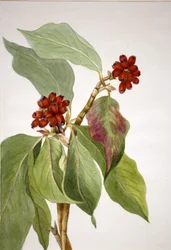 Cornouiller du Pacifique Cornus nuttallii, 1933