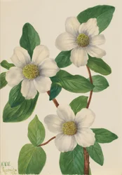 Cornouiller du Pacifique Cornus nuttallii