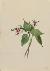 Trille peint (Trillium undulatum)