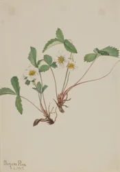 Fraise pâle (Fragaria glauca)