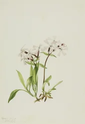 Rose des tourbières (Silene caroliniana)