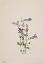 Penstemon Penstimon fruiticosus