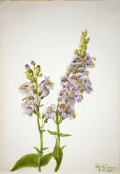 Pentstemon Pentstemon macranthus, 1935