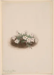 Phlox