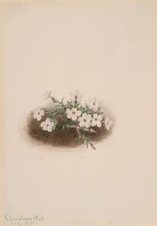 Phlox