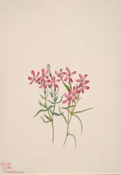 Phlox stansburyi, 1938