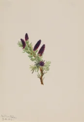Picea engelmanni