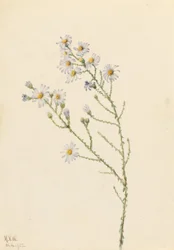 Aster des pinèdes (Aster squarrosus)