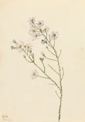 Aster squarrosus