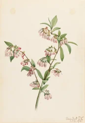 Myrtille des pinèdes (Vaccinium tenellum)