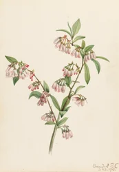 Bleuet des Pinèdes Vaccinium tenellum, 1918