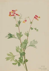 Capnoides sempervirens (Capnoides sempervirens)