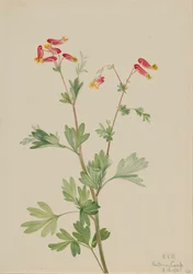 Capnoides sempervirens rose