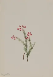 Bruyère rose (Phyllodoce empetriformis)