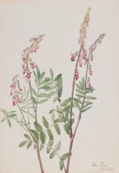 Hedysarum rose (Hedysarum americanum)