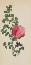 Rose rose avec violette, 1876