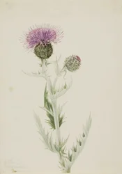 Chardon des prairies (Cirsium undulatum)