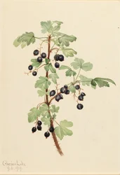 Groseillier épineux