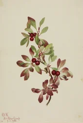 Ptarmiganberry Arctous alpina, 1922