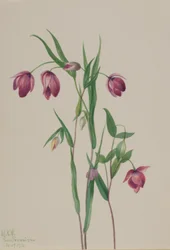 Lanterne de fée pourpre (Calochortus anoenum)