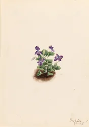 Violette des montagnes (Viola adunca)