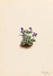 Violette des montagnes violettes Viola adunca, 1918