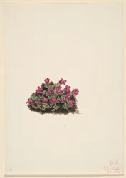 Saxifrage pourpre (Saxifraga oppositifolia)