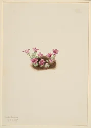 Saxifrage pourpre (Saxifrage oppositifolia)