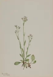 Pattes-de-chat (Antennaria racemosa)