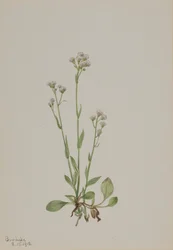 Pattes de chat, Antennaria racemosa, 1918.