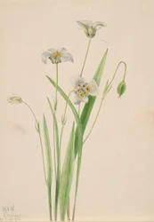 Oreilles de chat, Calochortus elegans, 1923.