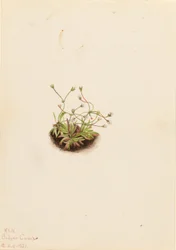 Androsace pygmée (Androsace subumbellata)