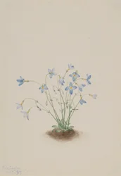 La petite reine (Houstonia caerulea)