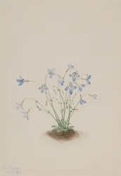 Quakerladies Houstonia caerulea