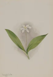Églantier (Clintonia uniflora)
