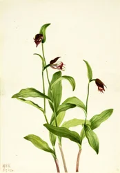 Sabot de Vénus Cypripedium arietinum, 1924