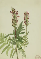Casque rouge (Pedicularis bracteosa)