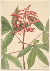 Buckeye rouge Aesculus pavia, 1918