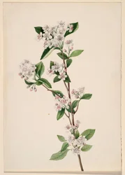 Aronie rouge (Aronia arbutifolia)